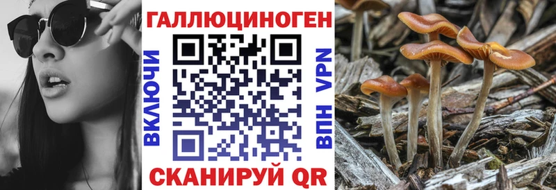 Галлюциногенные грибы Psilocybe  Волгореченск 